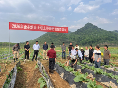 上高县烟草专卖局（分公司手艺人员结合烟农
